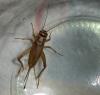 Acheta domesticus